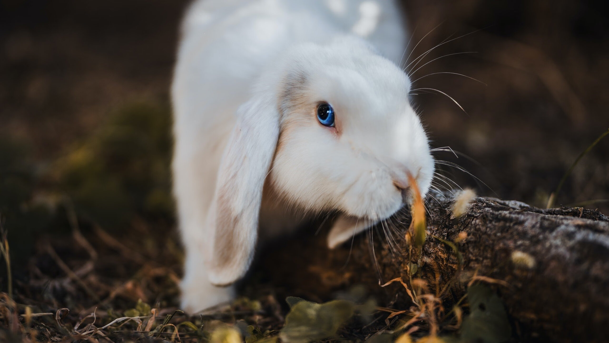 指尖上的帝国,门迪如何用一双铁手,将哥伦比亚的锋芒碾为齑粉