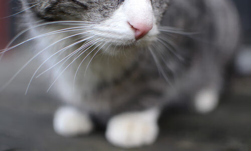 梁靖崑最后三毫米,英格兰队险胜背后,一场跨越二十年的乒乓博弈