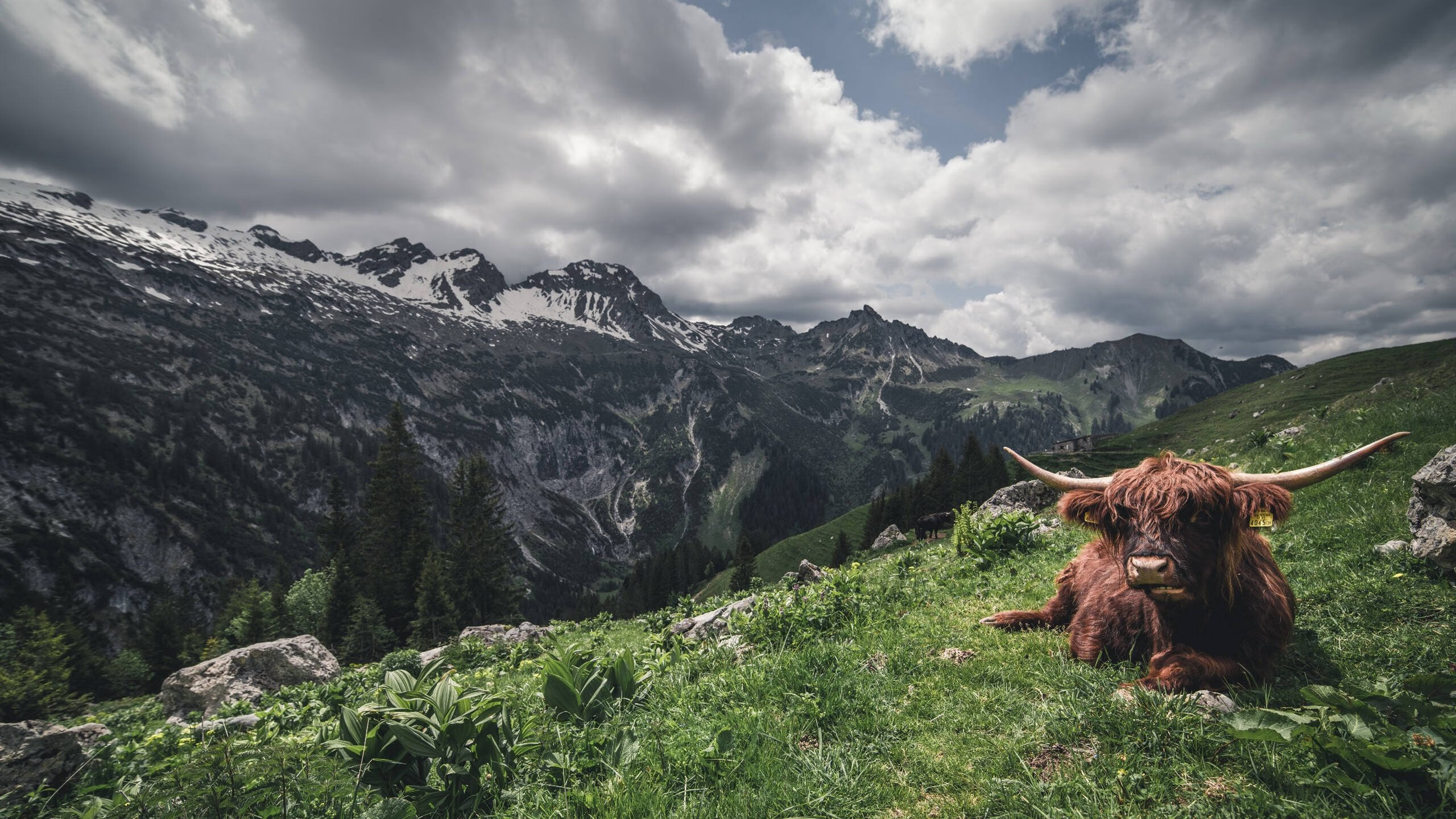 掘金绝境重生！拉文神奇三分淘汰森林狼