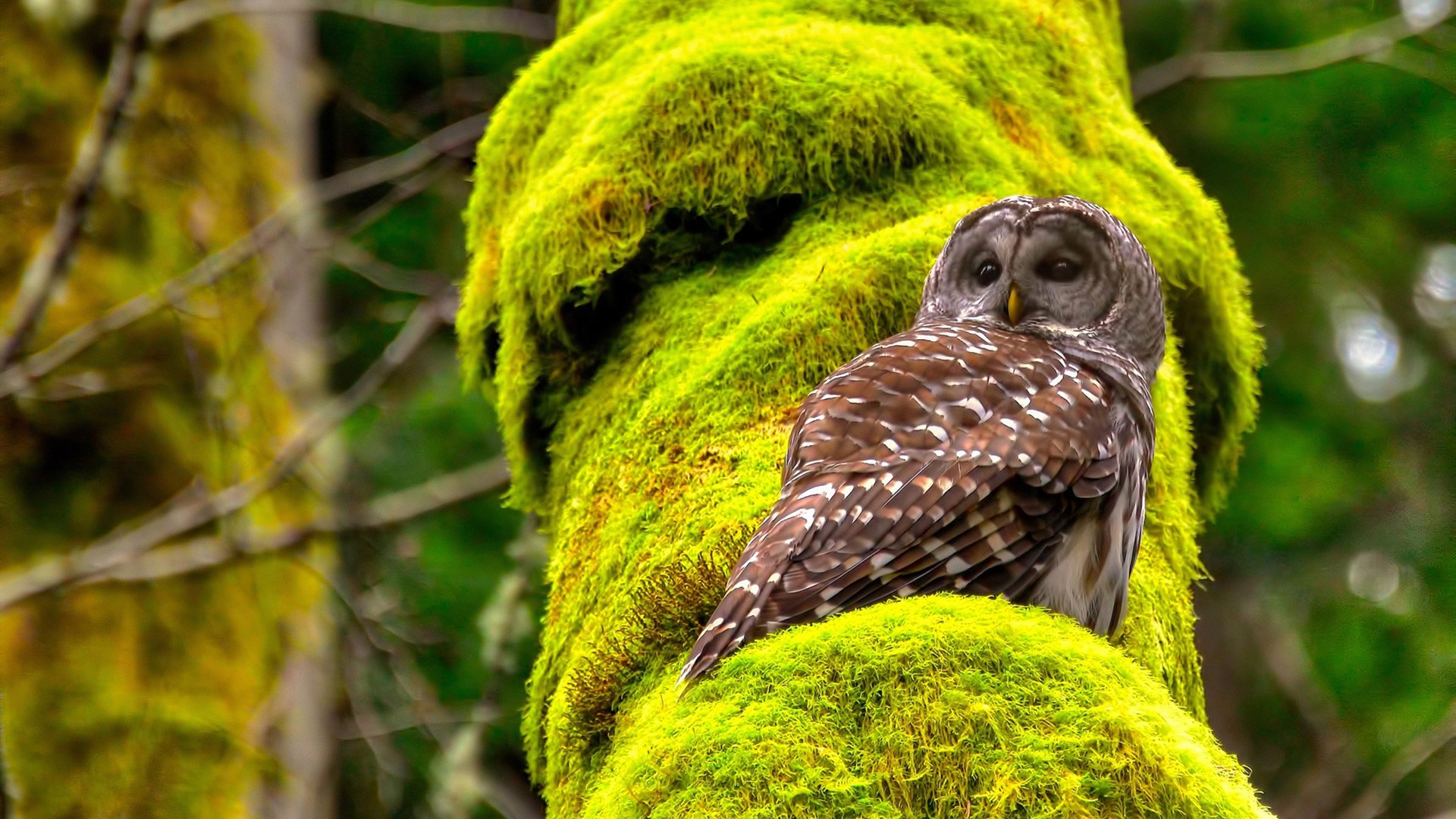暗网与燃火，当精密齿轮撞上不灭熔炉