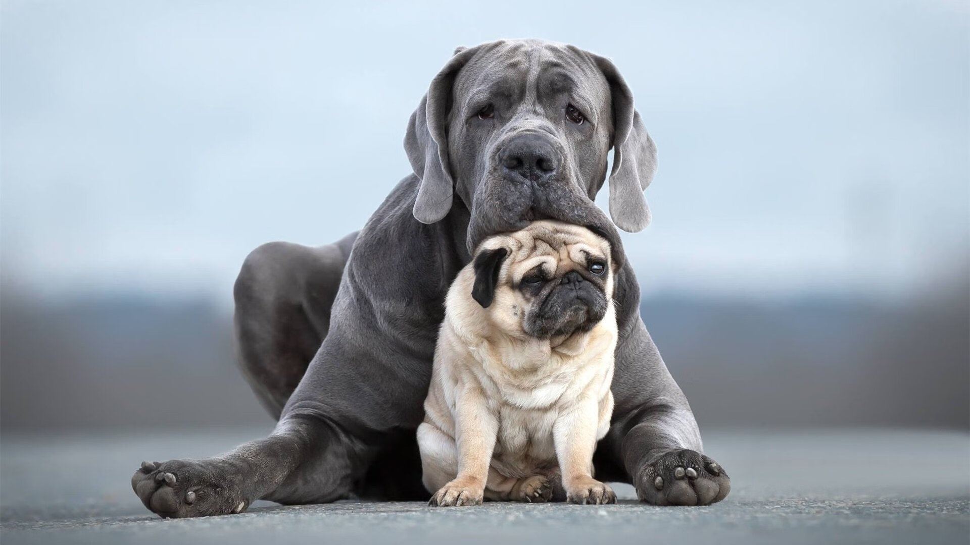 双城记，文班亚马燃情巴黎，上海队火力压制山西队
