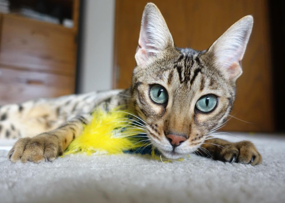 双重奏，澳大利亚的足球革新与厄德高的电竞传奇