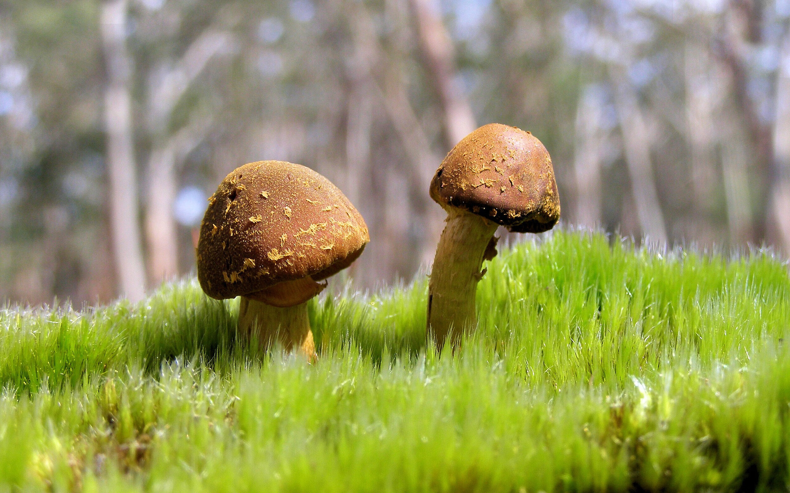 绿茵东决，丹麦战术风暴击溃苏格兰