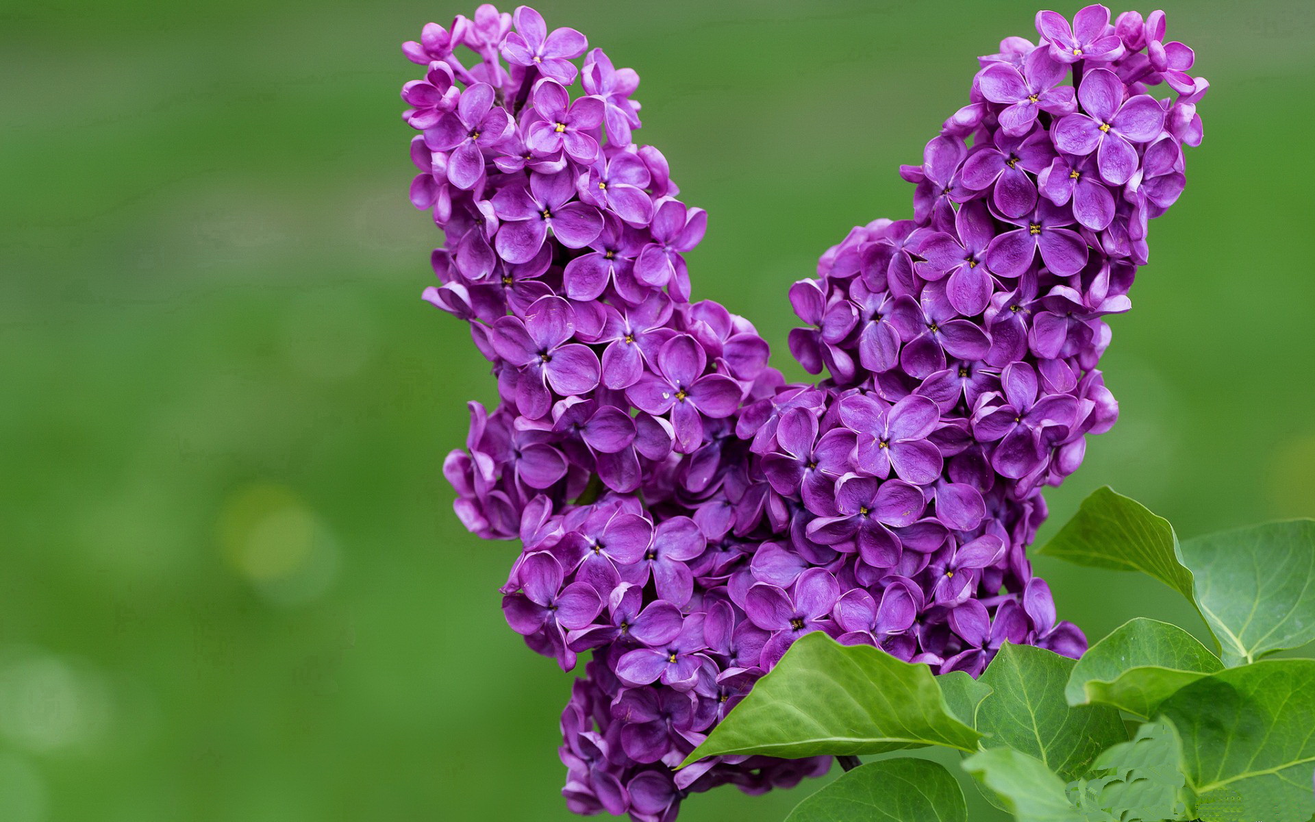 布伦森导演杭州日出，当浙江的夜空被纽约的节奏点亮