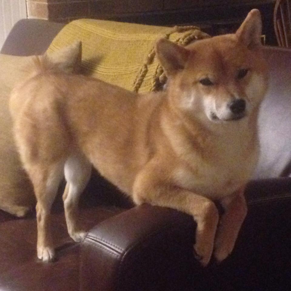 布雷默连击拉开差距，马德里竞技闪电战击溃德国对手