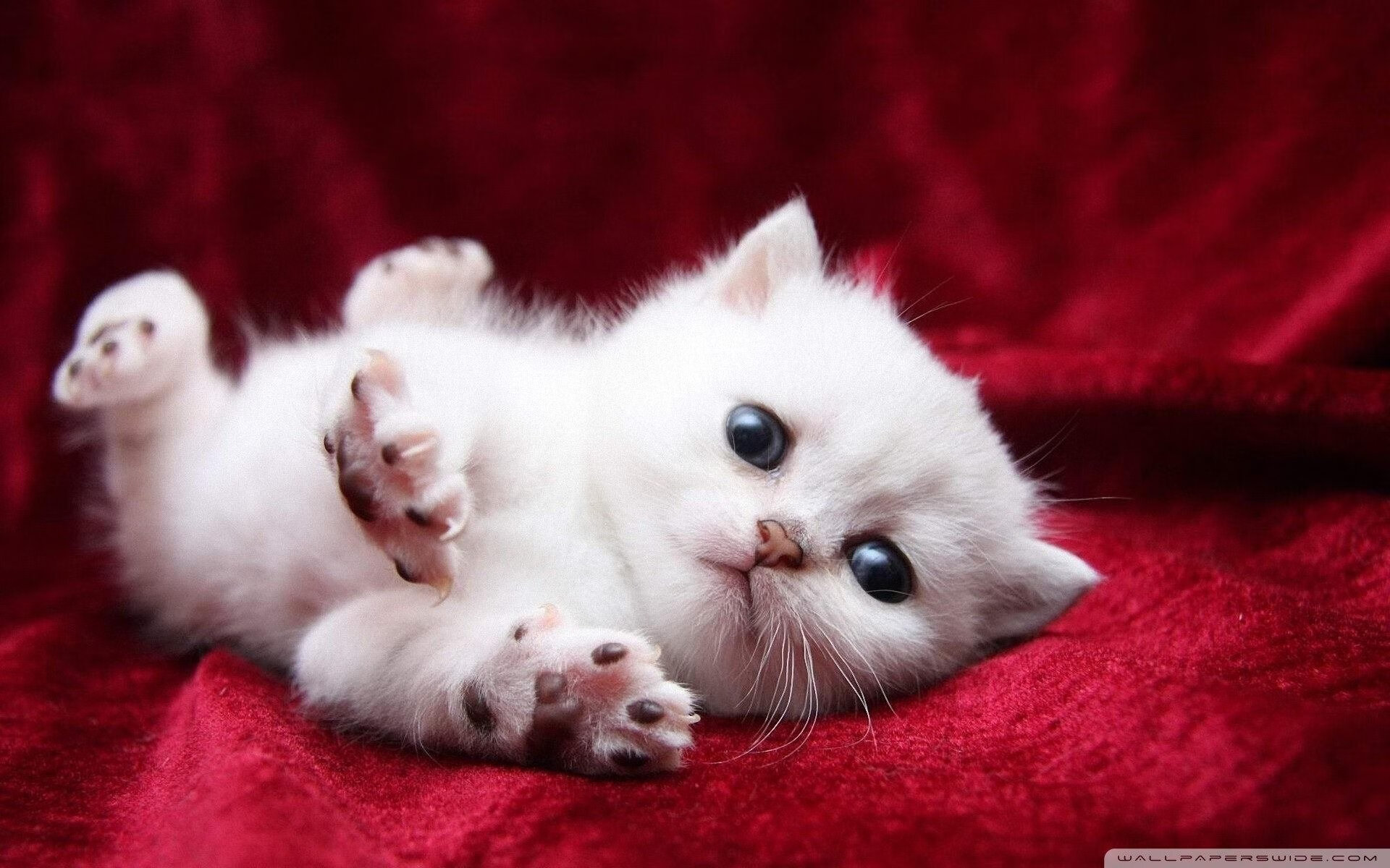 历史性对决！NBA总冠军骑士跨越大洋正面击溃CBA劲旅浙江队