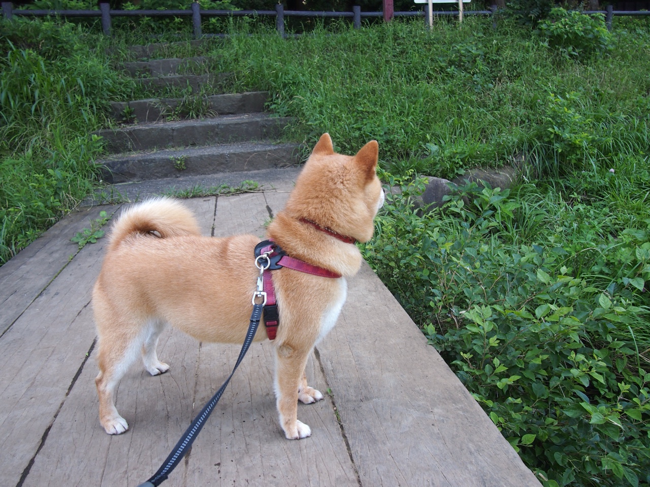 蒂亚戈连珠炮破门，雷恩鏖战玻利维亚拉开晋级差距
