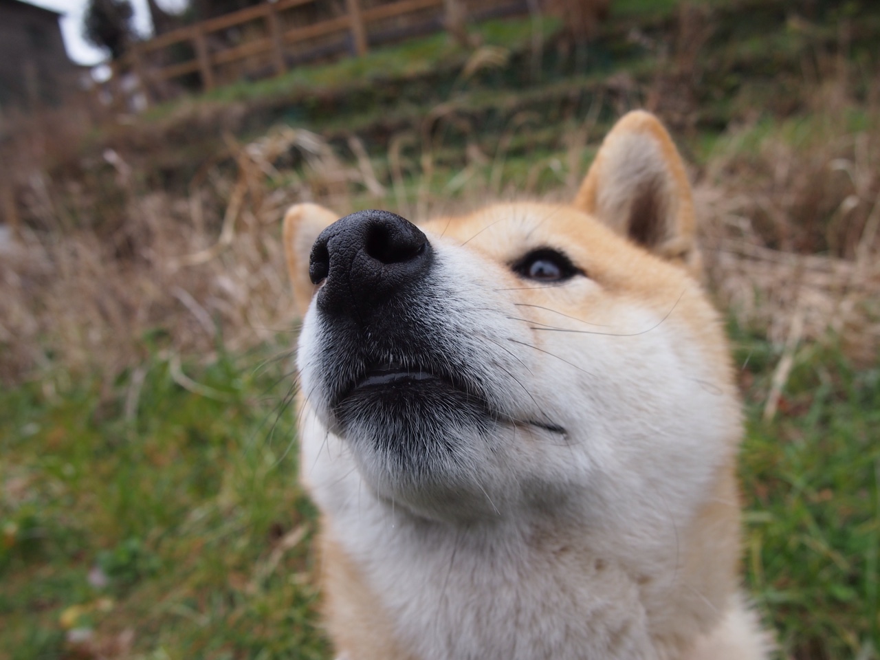 蒂亚戈连珠炮破门，雷恩鏖战玻利维亚拉开晋级差距