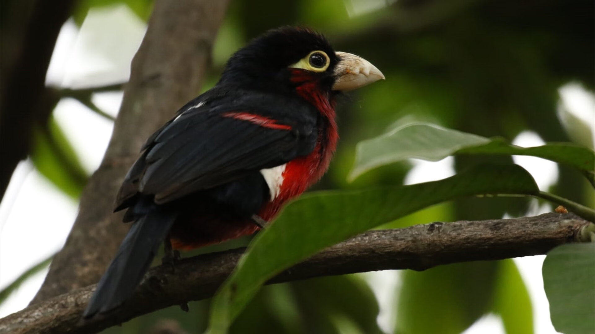 铁骑突出刀枪鸣，穆勒在此谁敢争锋？论克罗地亚关键战突围多特蒙德与硬仗之王的时代寓言