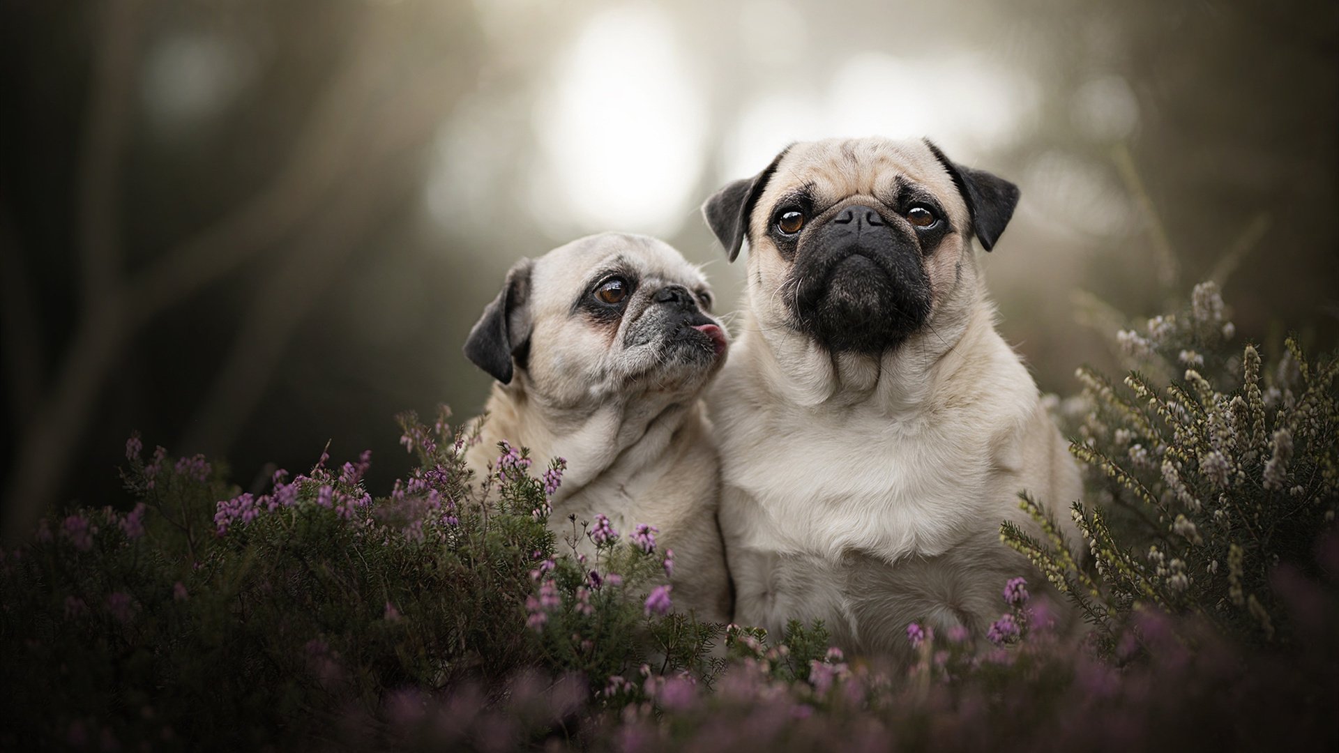 铁骑突出刀枪鸣，穆勒在此谁敢争锋？论克罗地亚关键战突围多特蒙德与硬仗之王的时代寓言