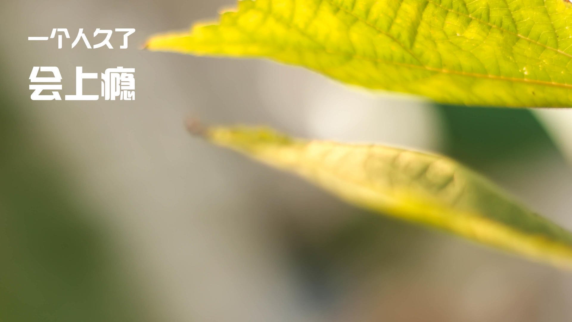 美国火力网笼罩瑞典，京多安如精密琴弦奏响统治乐章