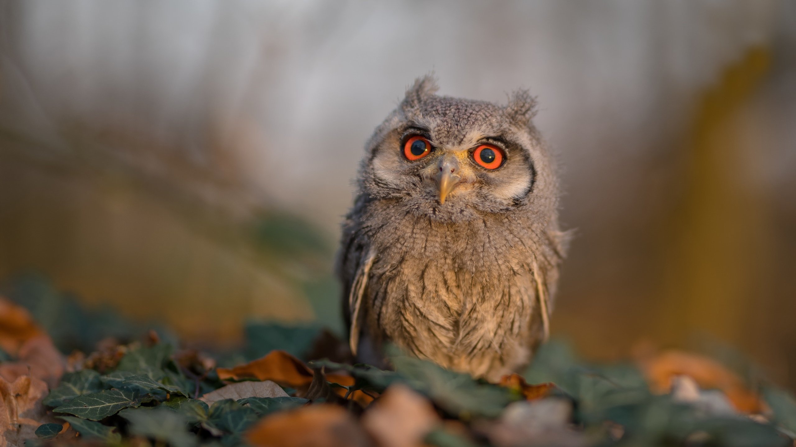 绿茵交响曲，当拉什福德的独奏，盖过爱尔兰与瑞士的合声