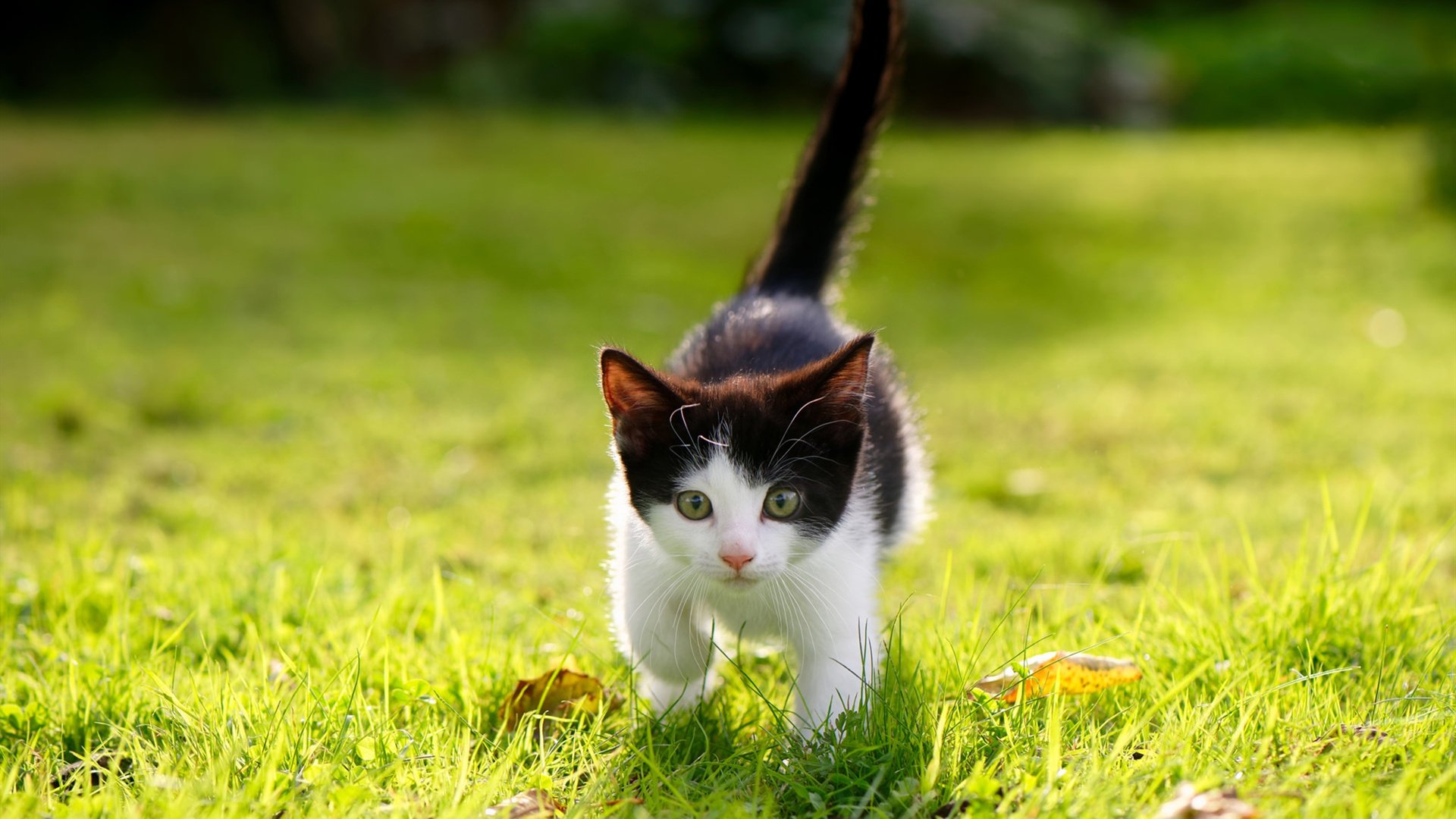 鏖战梦剧场,努涅斯刷新纪录之夜,多特补时绝境扳平+绝杀带走曼联