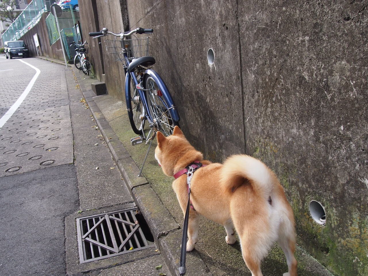 跨洋对决！公牛轻取深圳队，莫兰特31+12统治力诠释何为未来门面