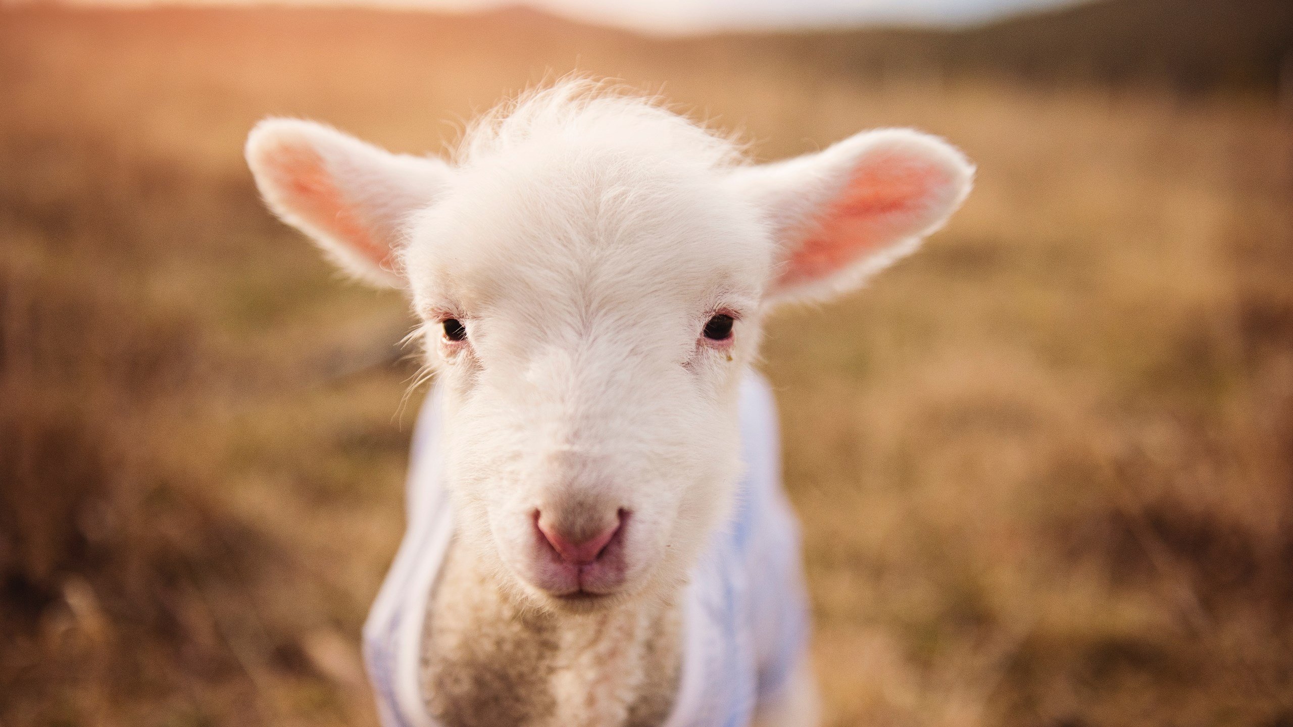 绿茵魔方，当欧冠淘汰赛的公式裂变出唯一性