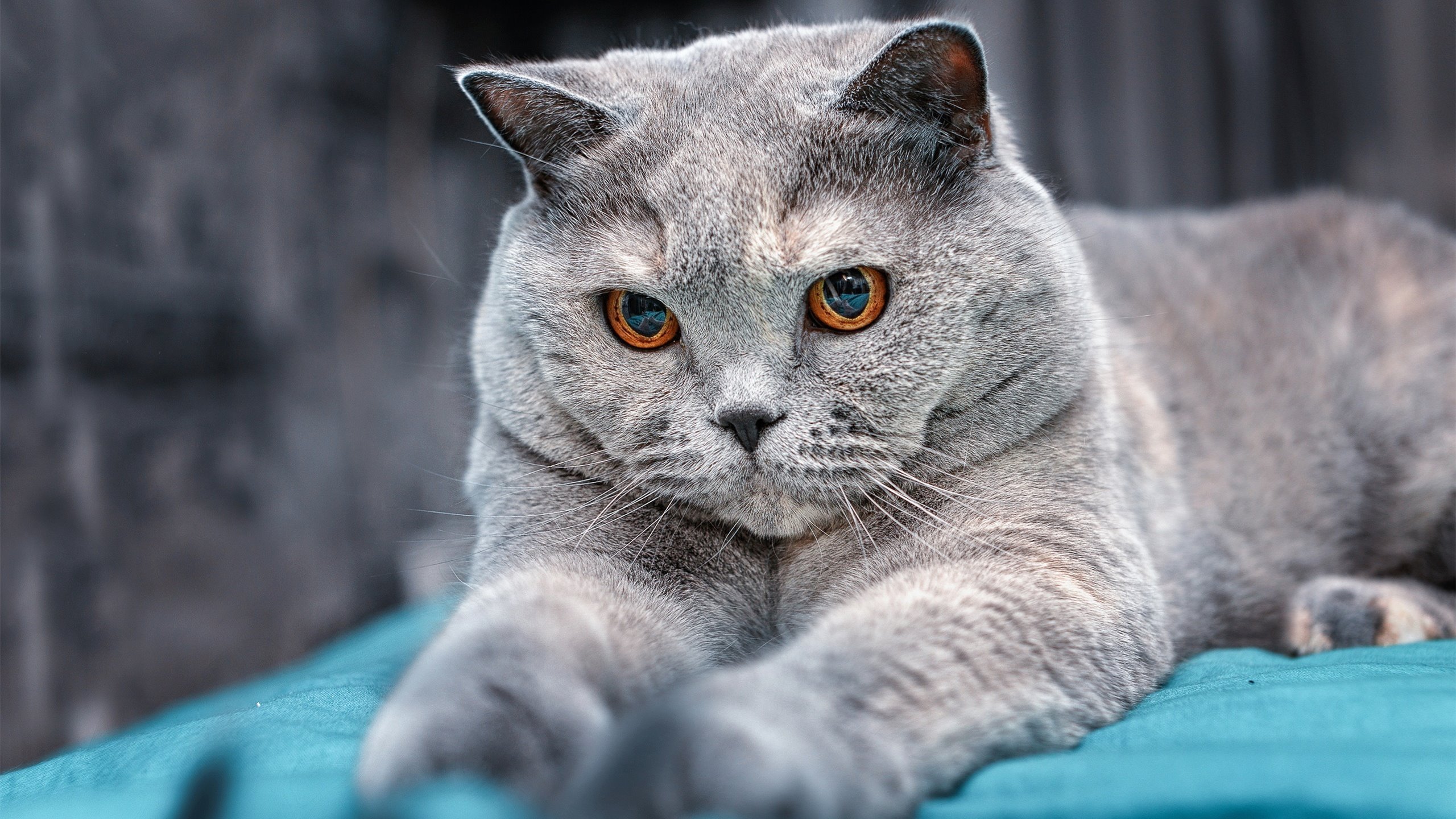 绝境逢生！平民吉林的钢铁意志，如何撕碎雷霆双星神话