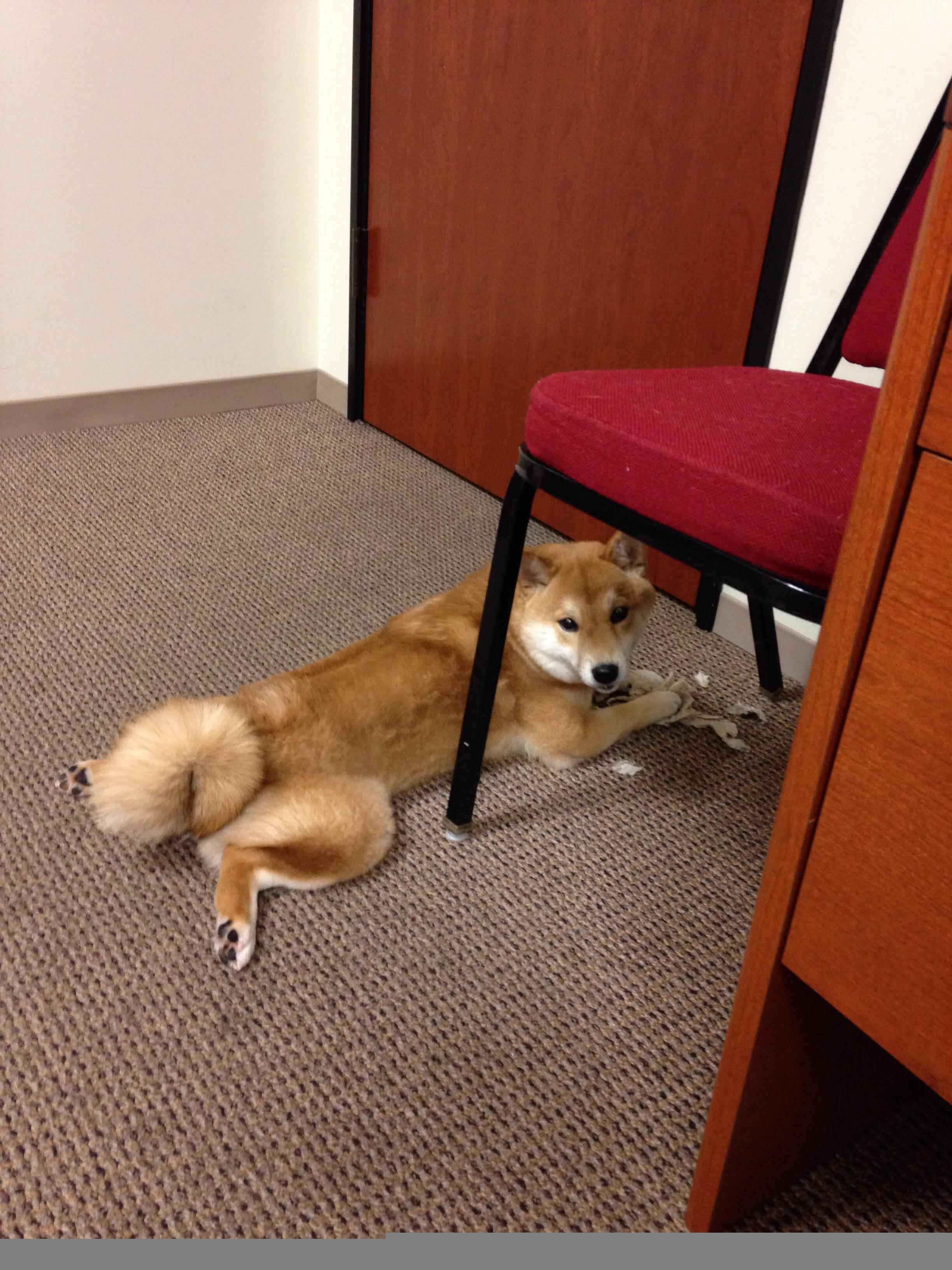 手术刀与丝绸，久保建英如何用四记传球，肢解了德式铁壁与塞内加尔的野性