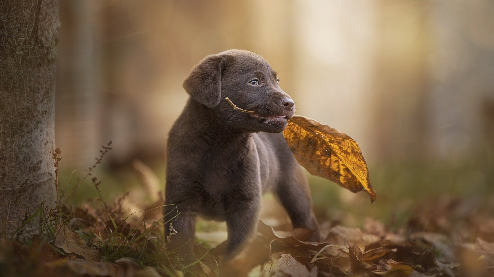 当拉齐奥遇见埃及，一场跨越时空的足球叙事，与佩德里的纪录人生