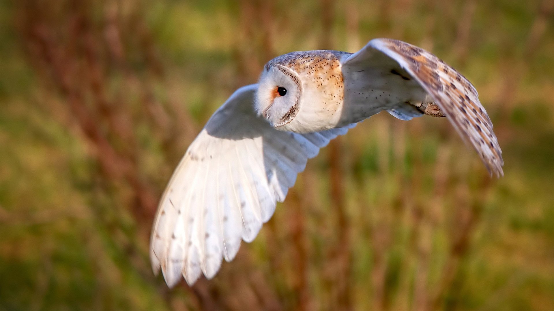 暗流与烈焰,当摩洛哥的节奏掌控,遇见孙兴慜的接管时刻