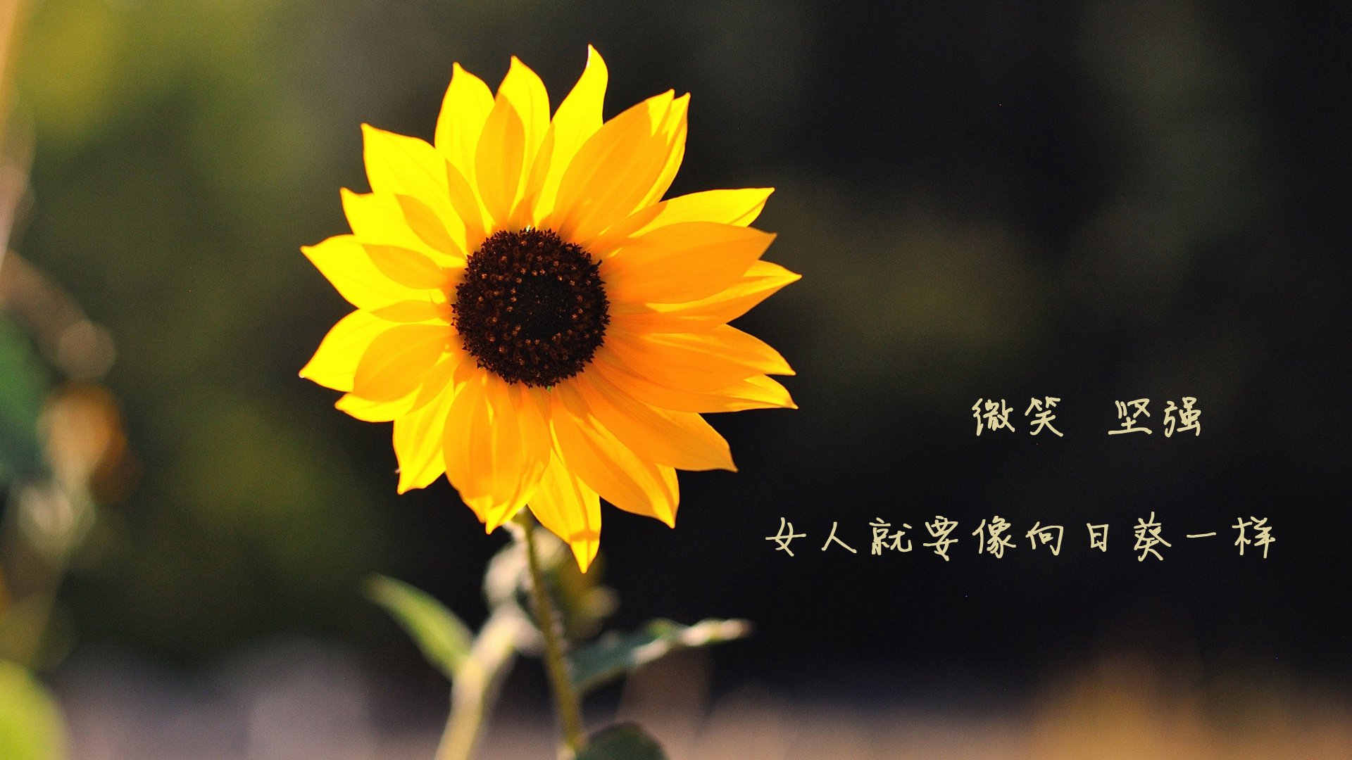 马赛对决安哥拉,卡马文加的数据狂欢,究竟隐藏了怎样的中场密码?