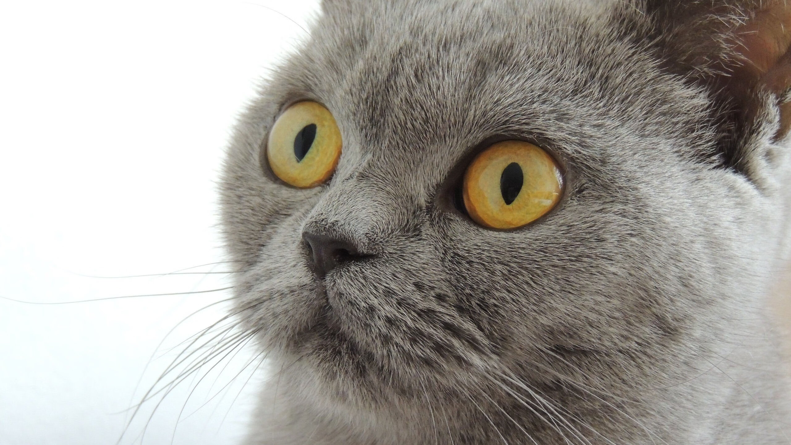 从伦敦雨夜到温布利黎明,托尼一锤定音,英格兰终破日耳曼心魔