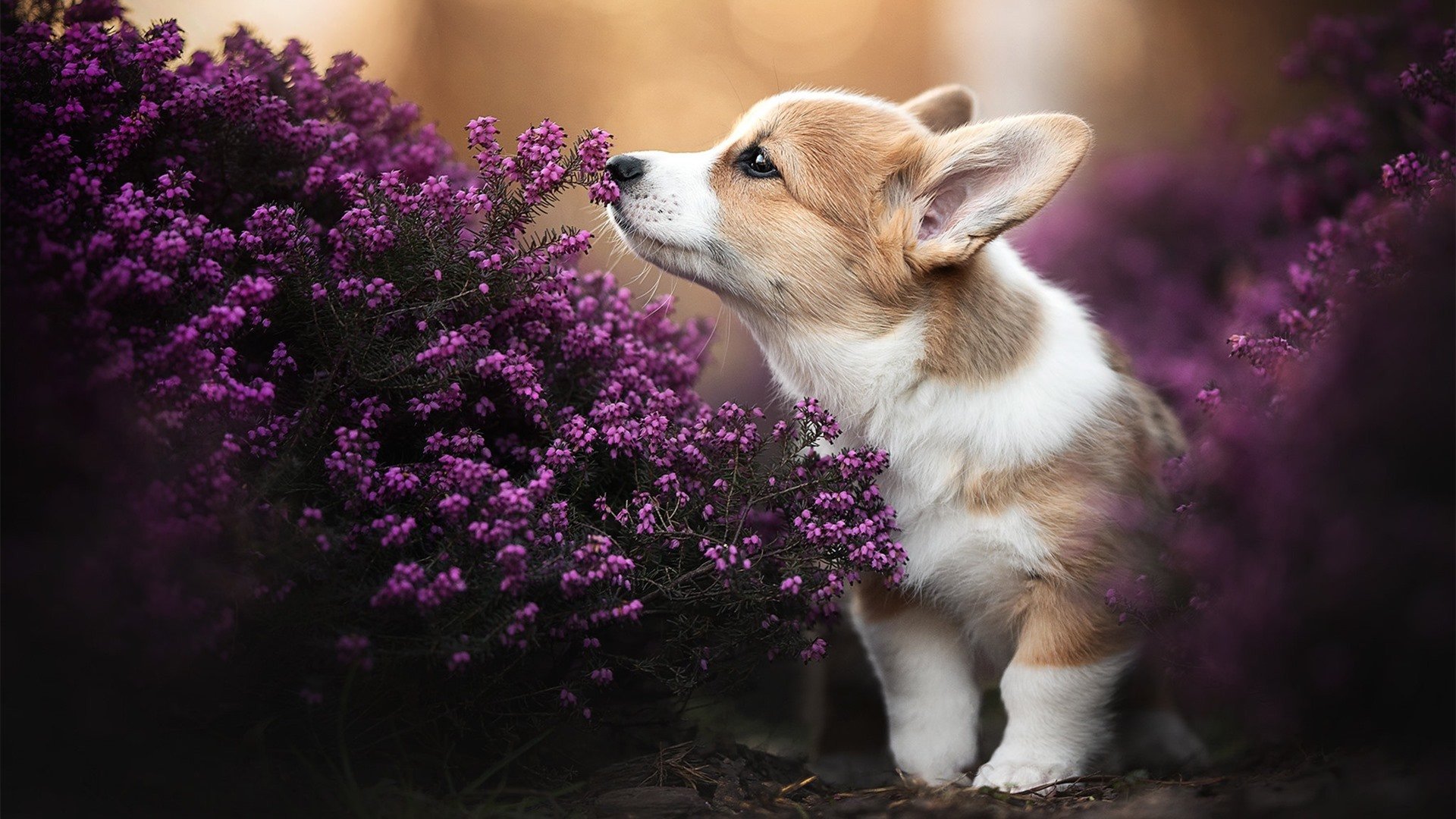 节奏为王，从开拓者克敌到杜兰特的掌控艺术