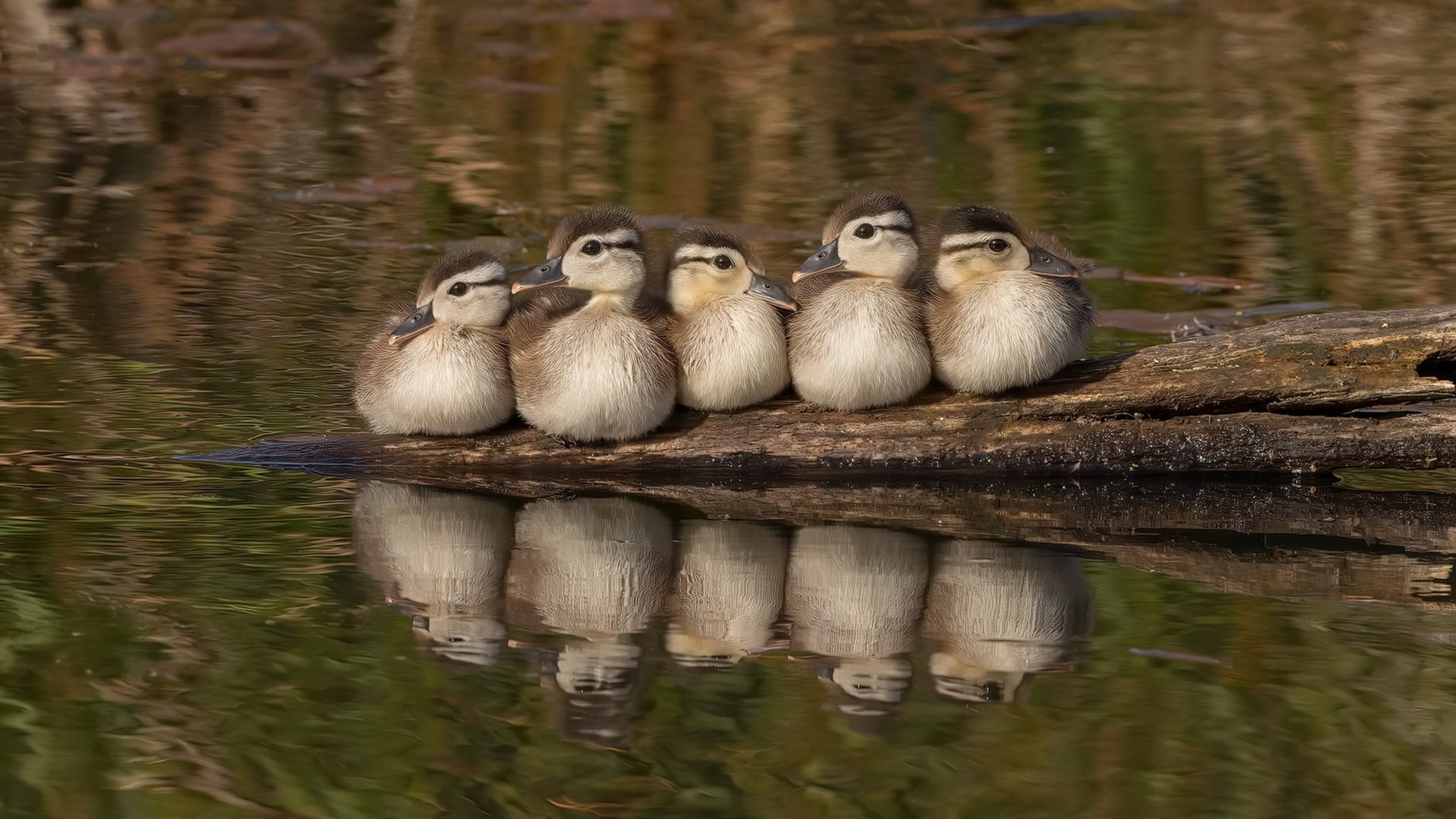少年狂飙，当马丁内利撕碎巴拉圭防线，葡萄牙找到最锋利的匕首